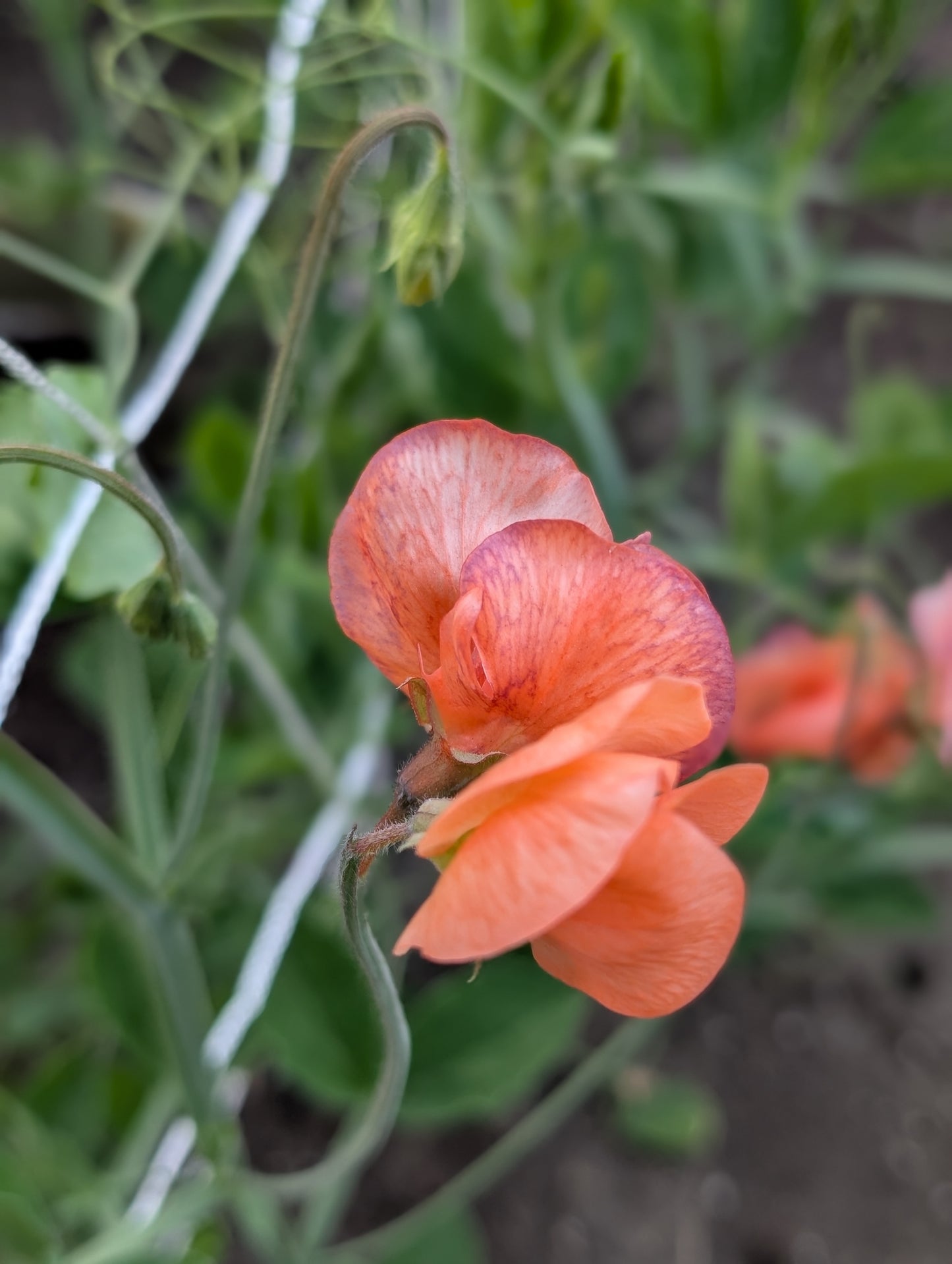 Sweet Pea 'Blue Vein'