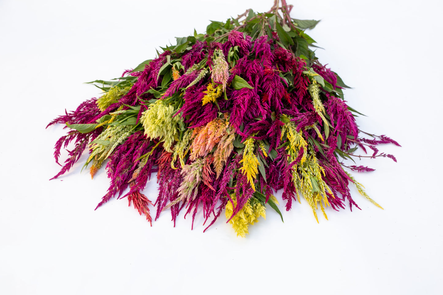 Timeless Petals - Dried Flower Seed Collection