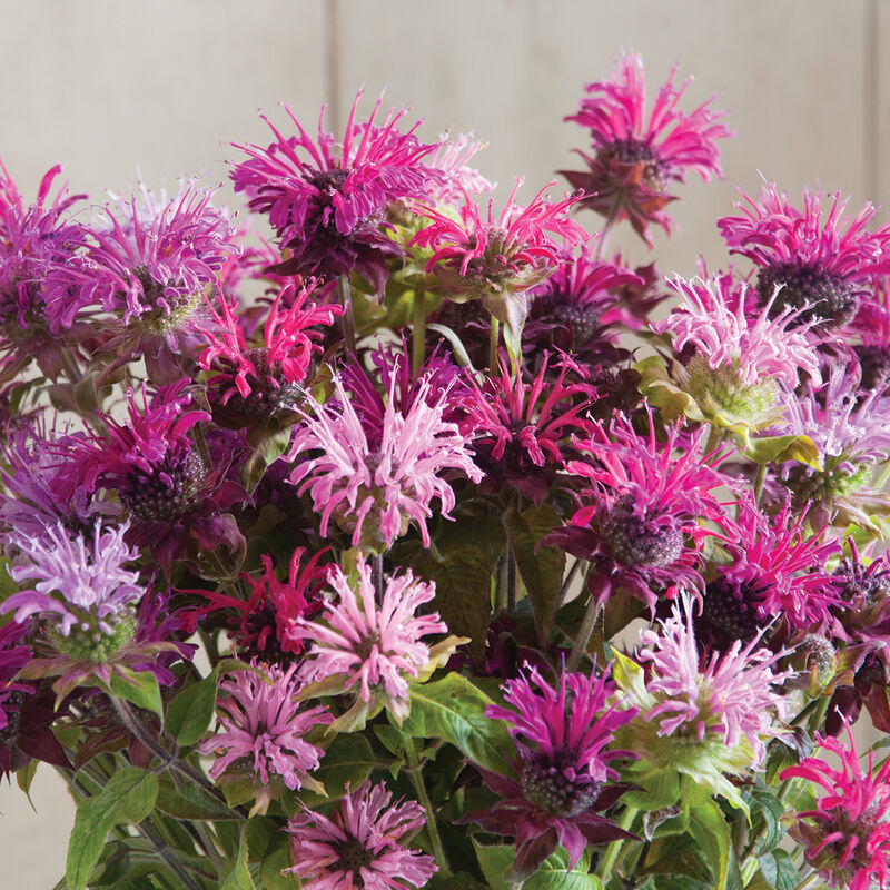 Bee Balm 'Panorama Bergamot Mix'