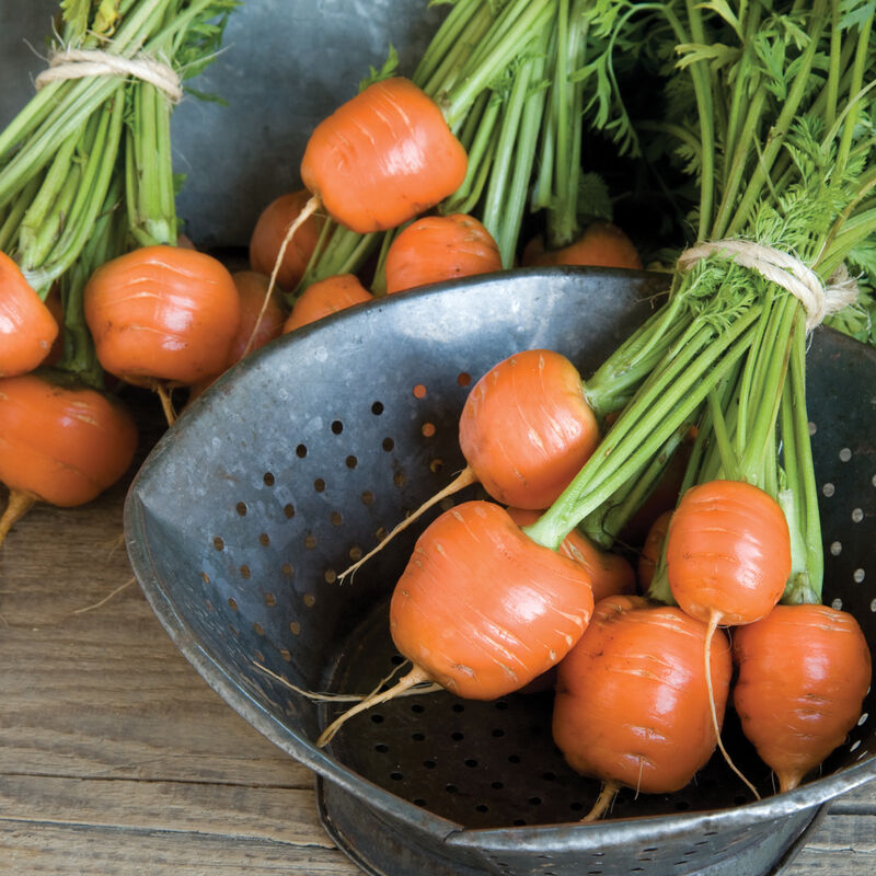 Carrot 'Parisian Market'