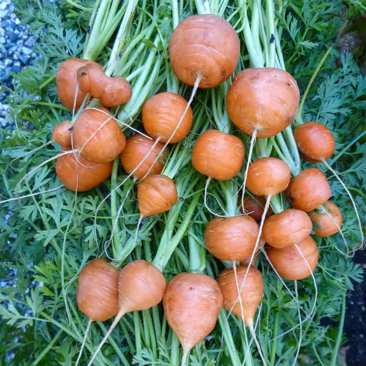 Carrot 'Parisian Market'