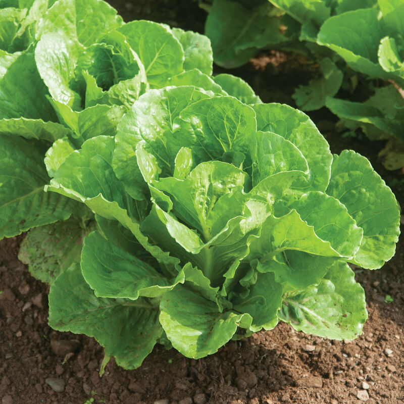 Lettuce 'Parris Island'