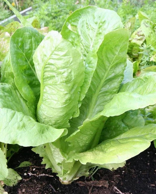 Lettuce 'Parris Island'