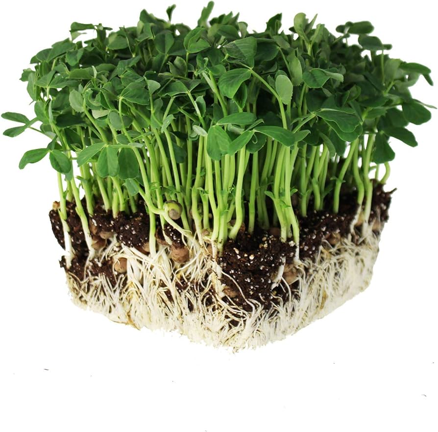 Microgreen 'Pea Shoots'