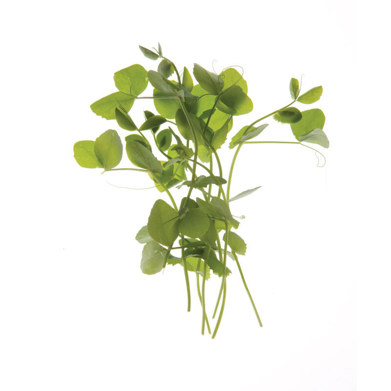 Microgreen 'Pea Shoots'