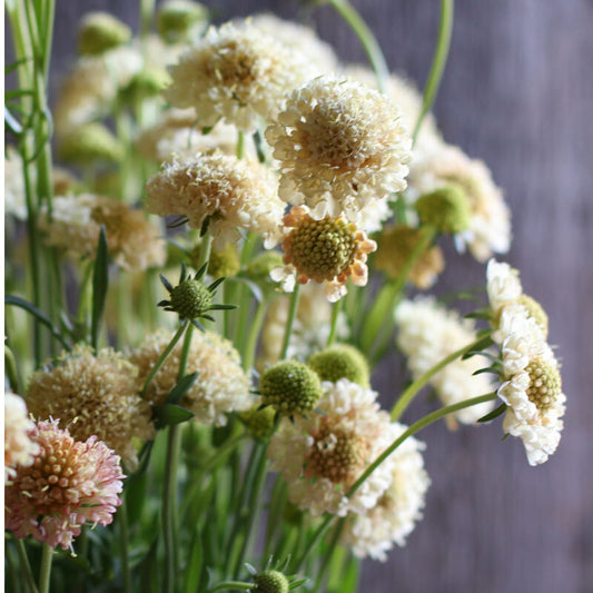 Scabiosa 'Apricot Fata Morgana'