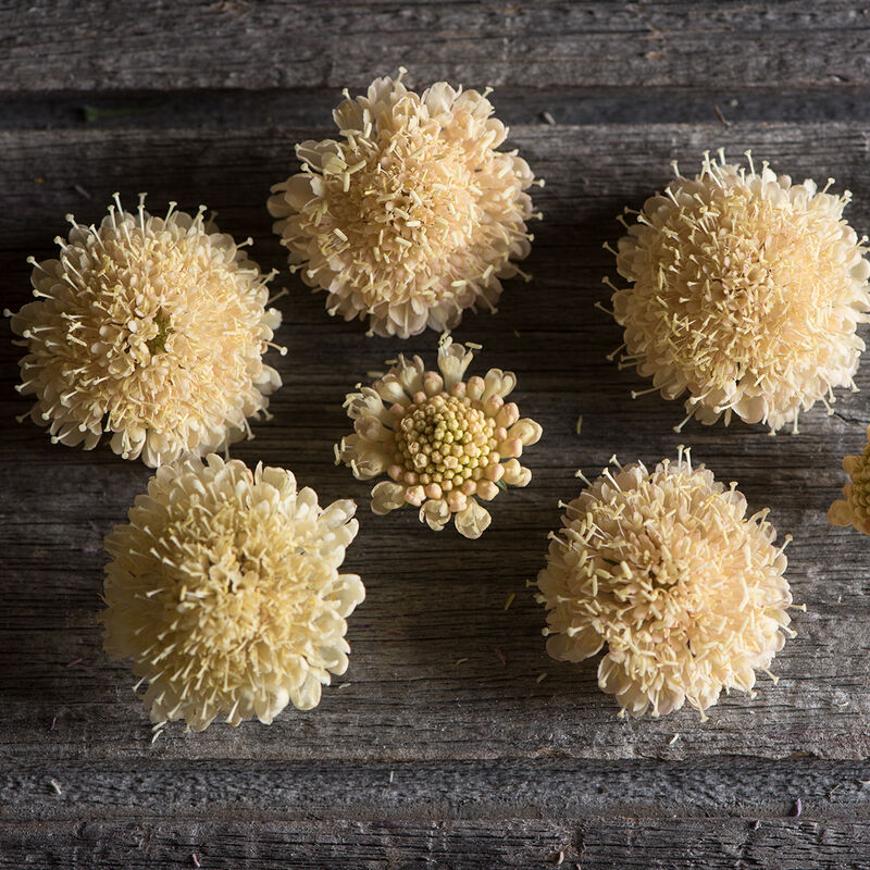 Scabiosa 'Apricot Fata Morgana'