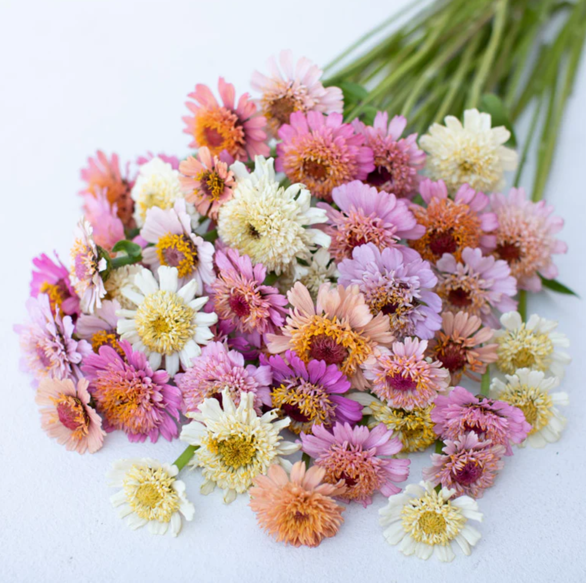 Zinnia 'Peaches & Cream' Cresto Mix