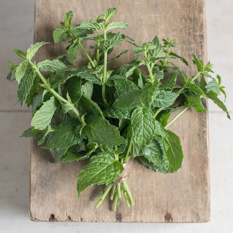 Herb 'Peppermint'