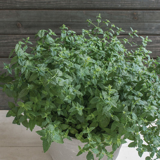 Herb 'Peppermint'