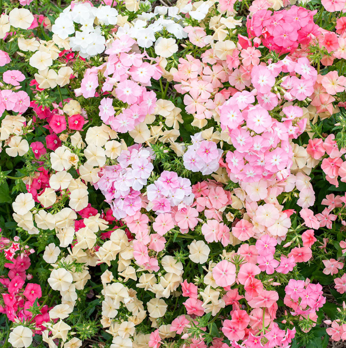 Phlox 'Phlox Of Sheep'