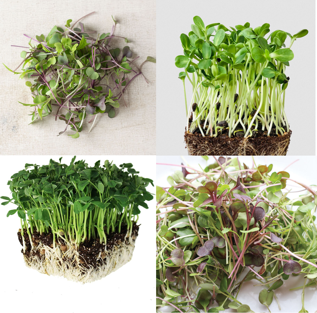 Sprout and Shout Microgreen & Srpout Seed Collection