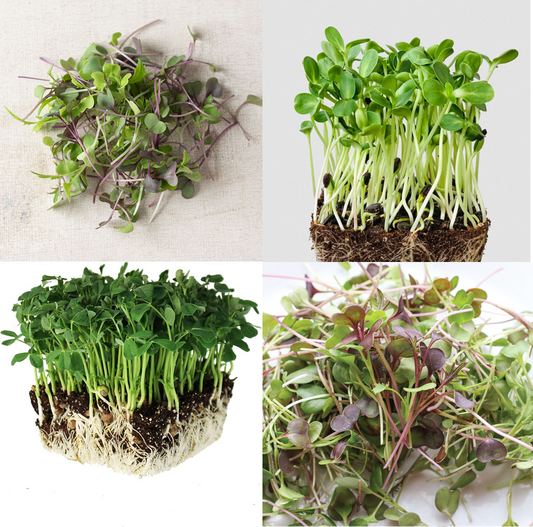 Sprout and Shout Microgreen & Srpout Seed Collection