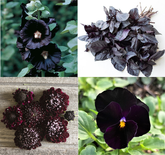 Midnight Blooms - All Black Everything Flower Seed Collection