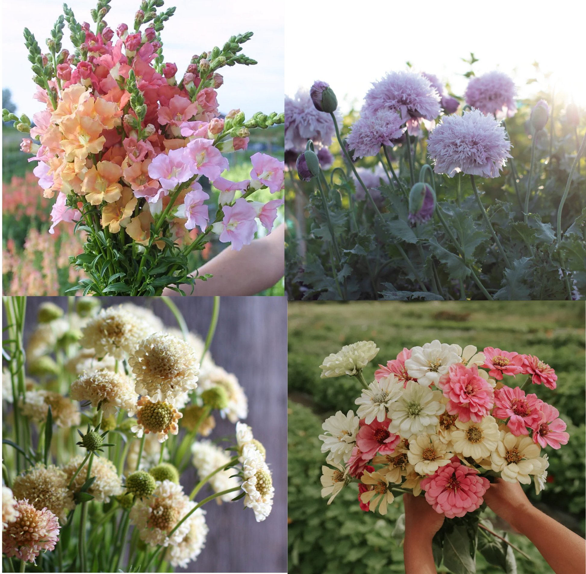 pastel flower seeds Pastel Palette