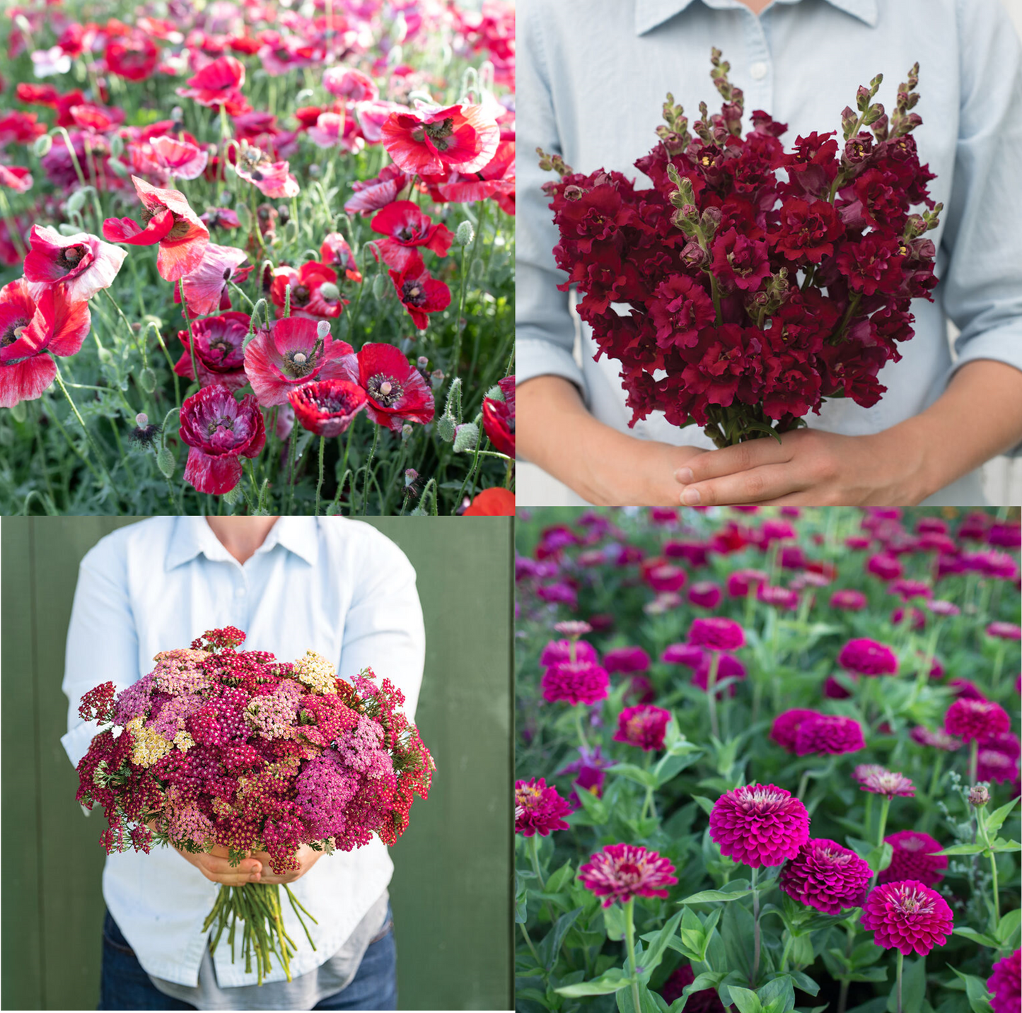 Red, Red, Wine - Ultimate Red Flower Seed Collection