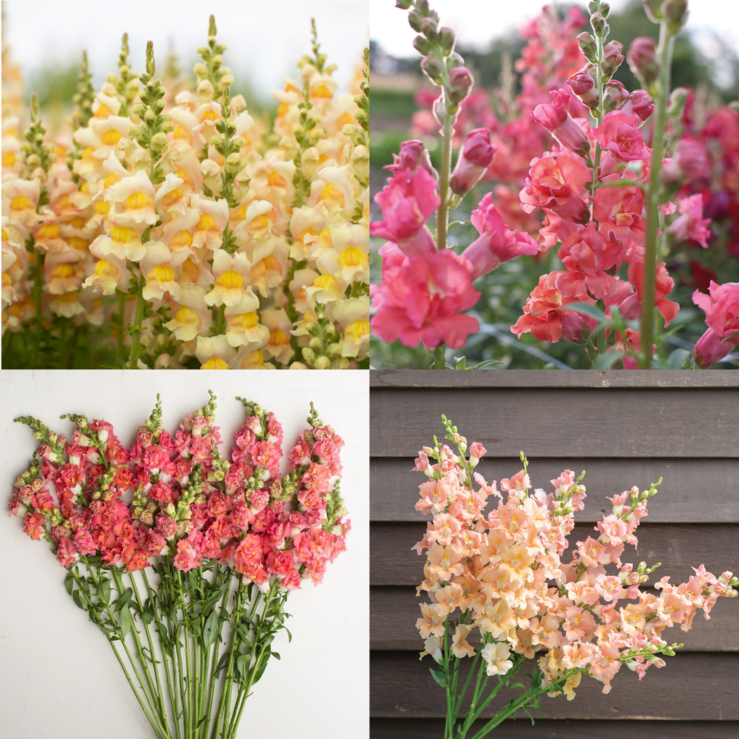 Snap Into Spring - Ultimate Snapdragon Flower Seed Collection