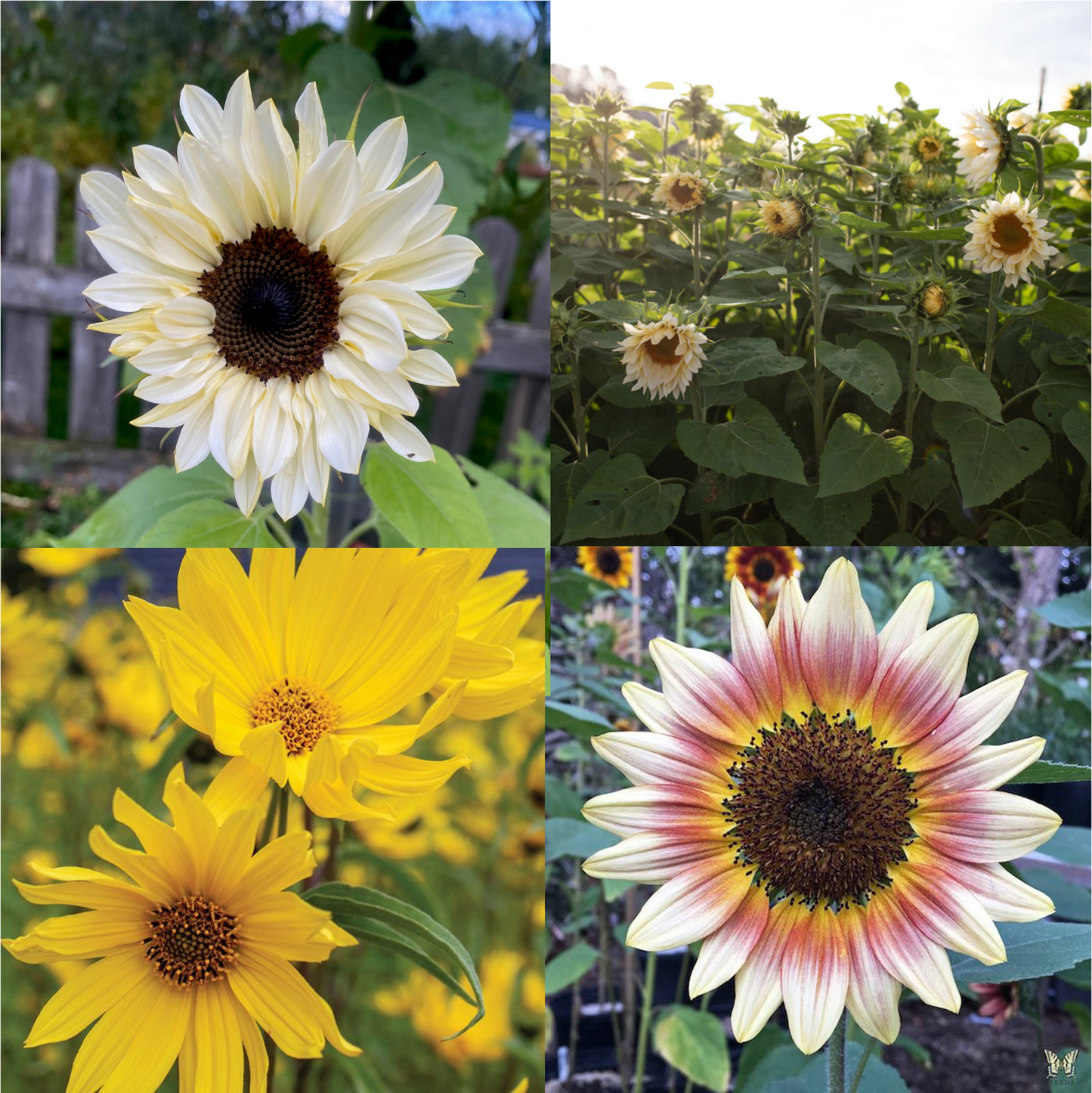 Sunny Days - Ultimate Sunflower Lovers Flower Seed Collection