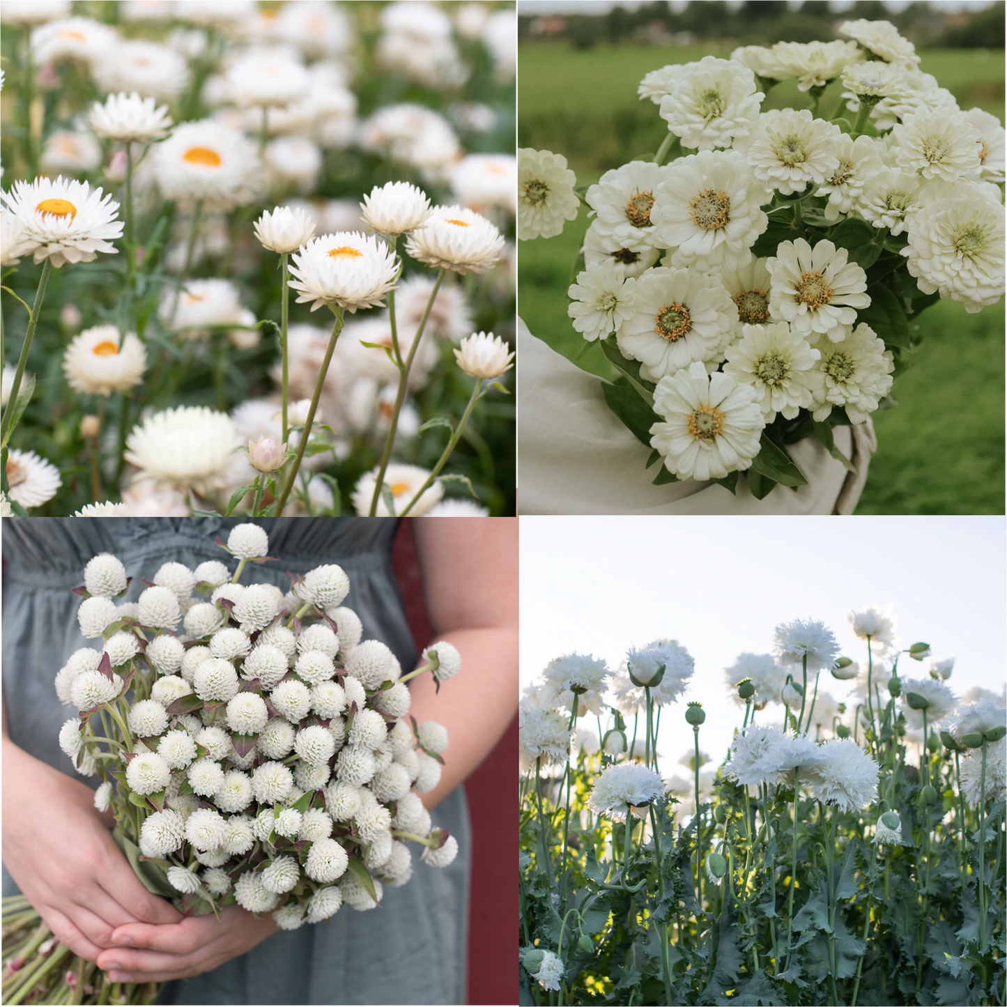 Whimsical Whites - All White Everything Flower Seed Collection