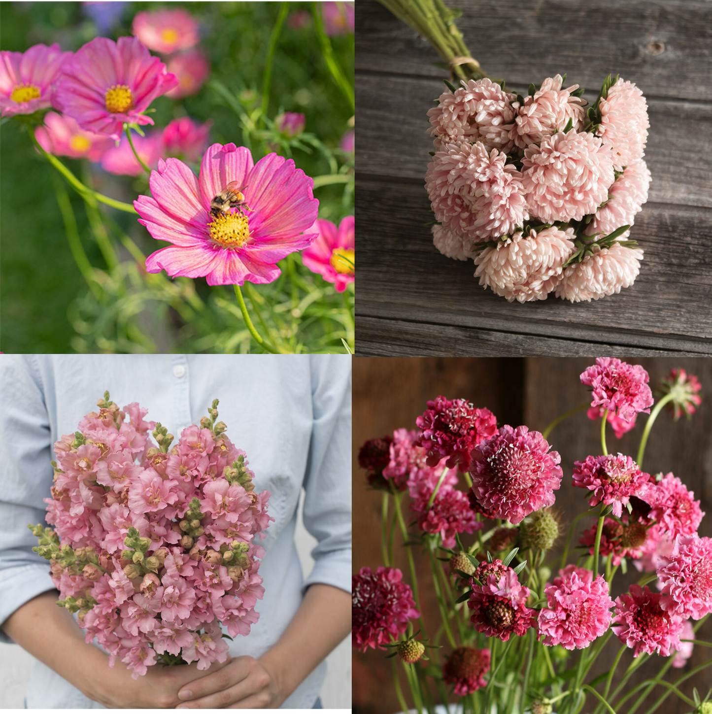 Blush & Bloom - Pretty in Pink Flower Seed Collection