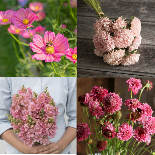 Blush & Bloom - Pretty in Pink Flower Seed Collection