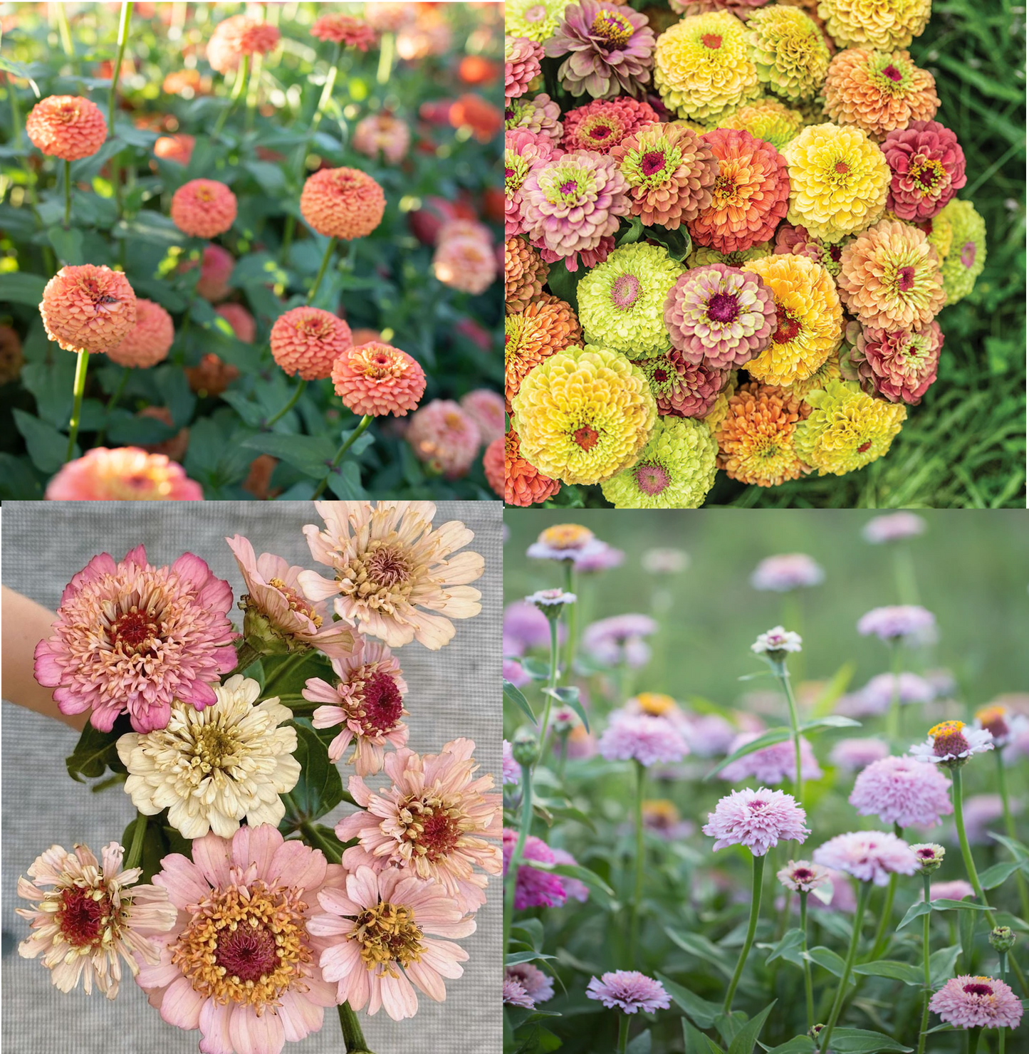 Bloomtastic - Zinnia Lovers Flower Seed Collection