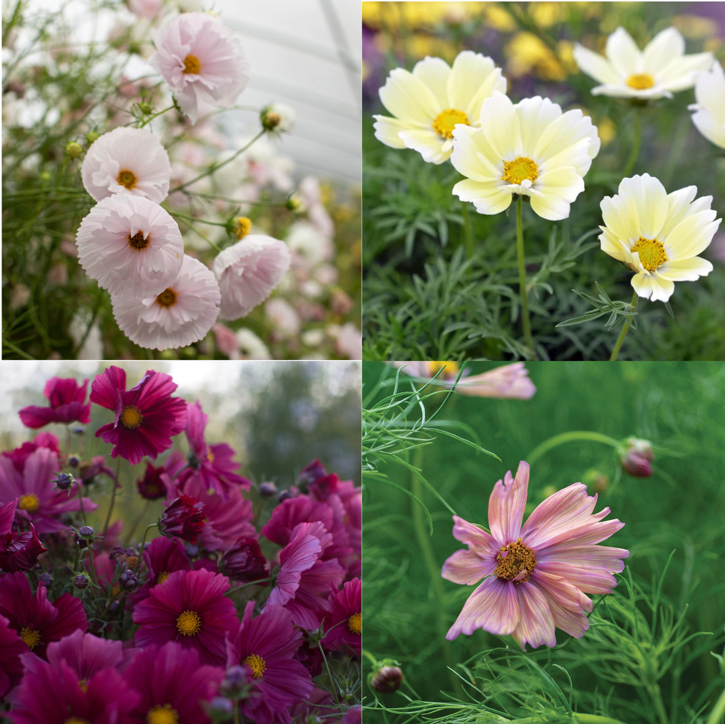 Blooms & Bliss - Cosmos Lovers Flower Seed Collection