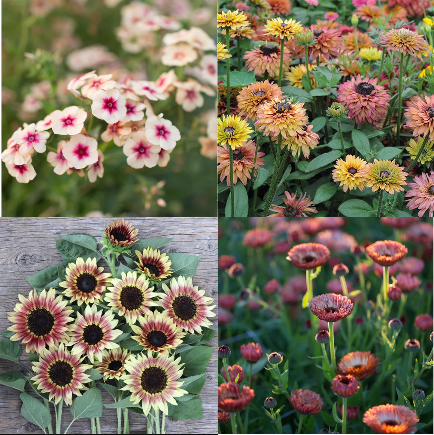 Harvest of Beauty - Cut Flower Seed Collection