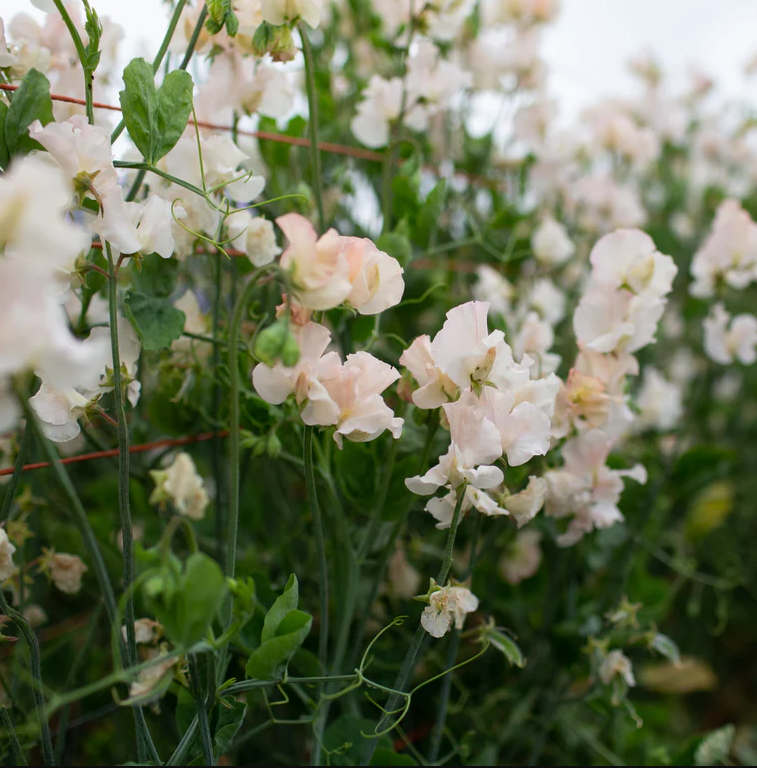 Sweet Pea 'Piggy Sue'