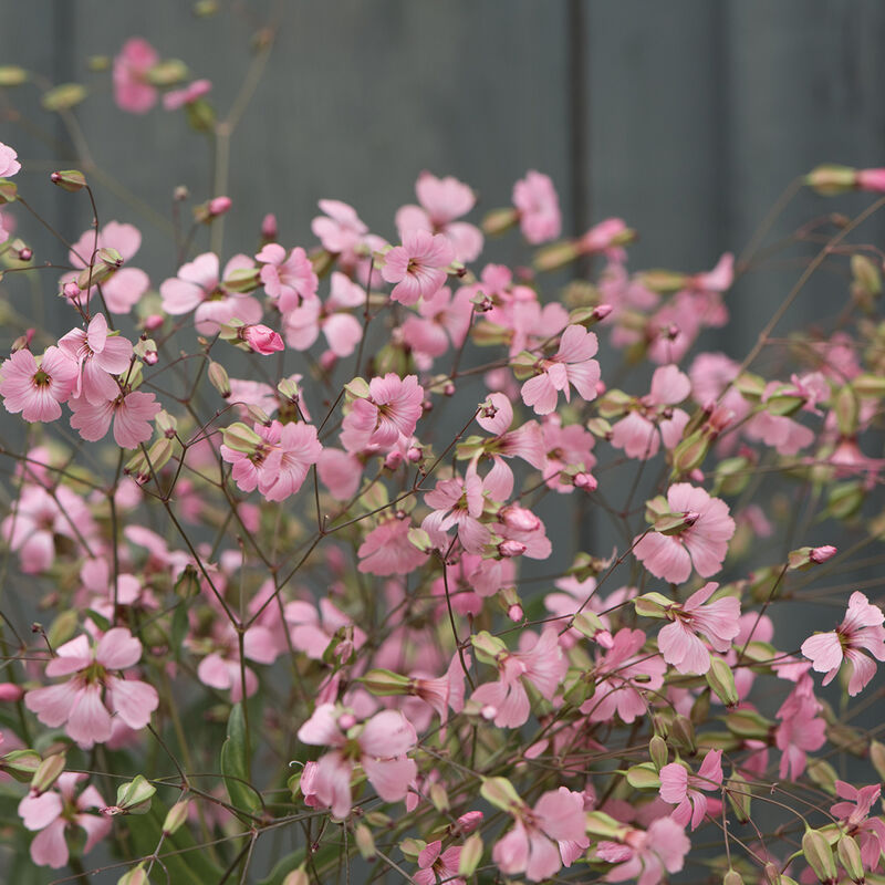 Soapwort 'Pink Beauty'