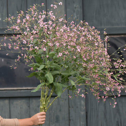 Soapwort 'Pink Beauty'