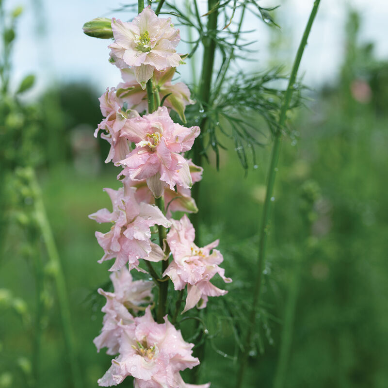 Larkspur 'Pink Queen'