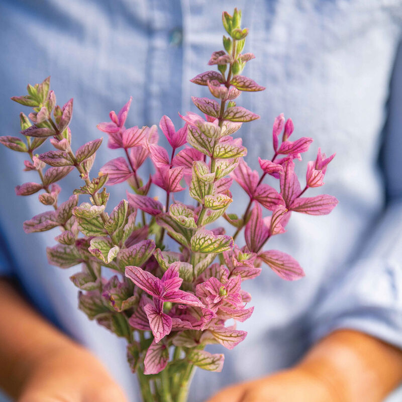 Salvia 'Pink Sundae'