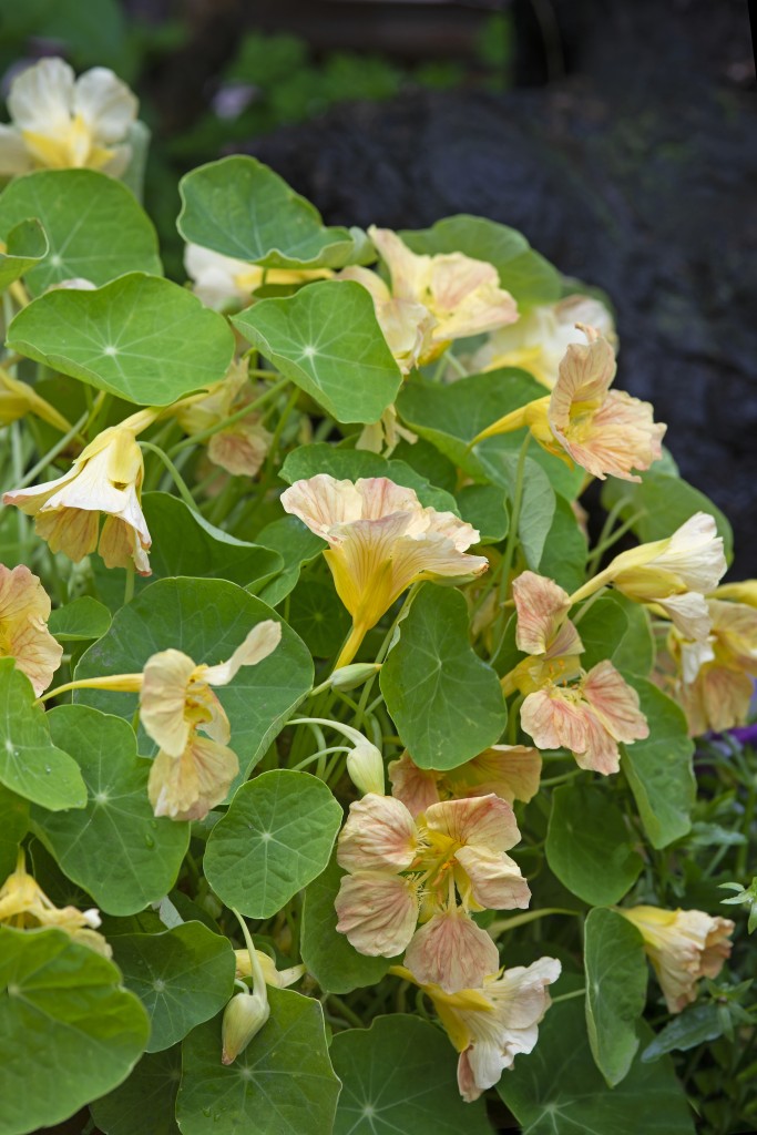 Nasturtium 'Pink Blush'