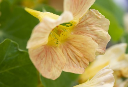 Nasturtium 'Pink Blush'