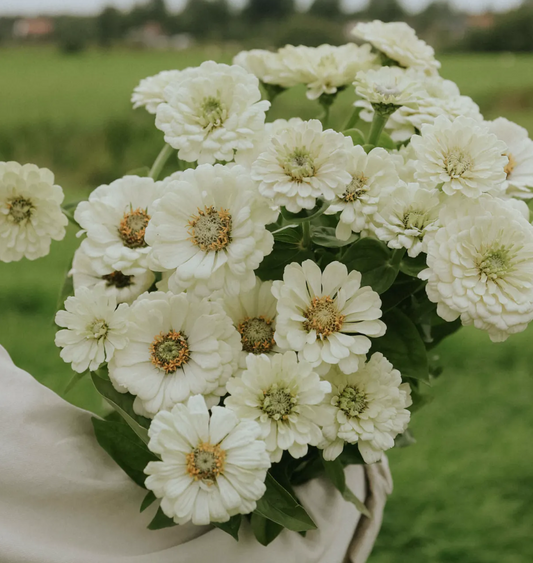 Zinnia 'Polar Bear'