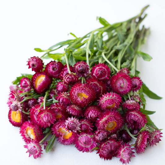 Strawflower 'Pomegranate'