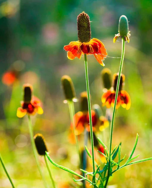 Wildflower 'Prairie Coneflower'