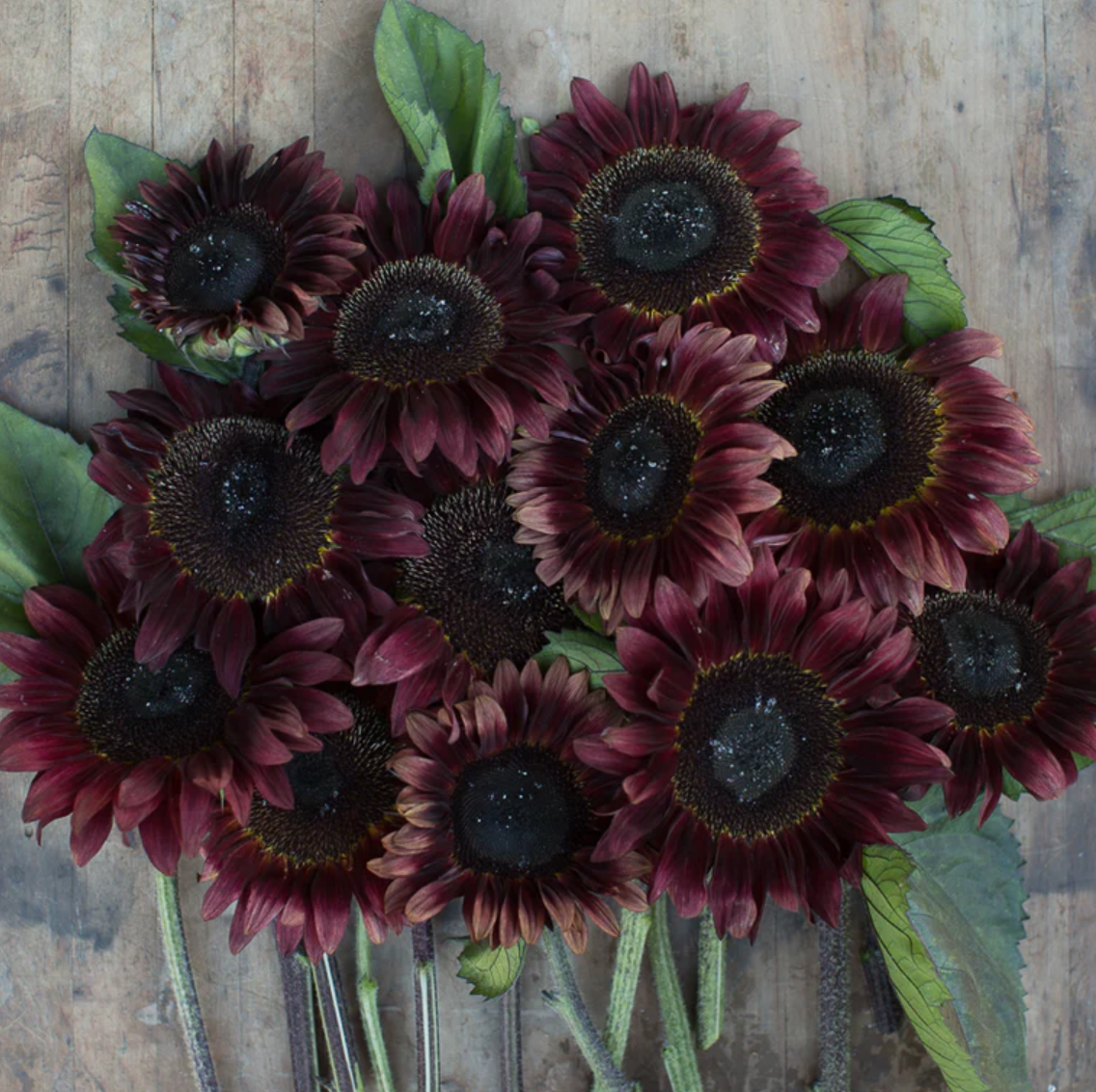 Sunflower 'Red Lite'