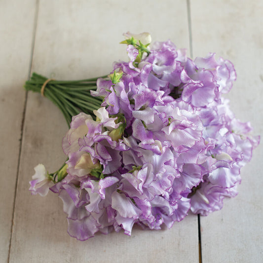 Sweet Pea 'Pulsar'