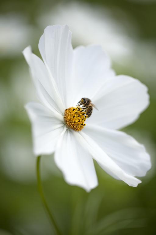 Whimsical Whites - All White Everything Flower Seed Collection