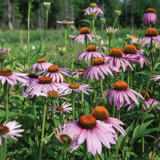 Echinacea 'Purple Coneflower'