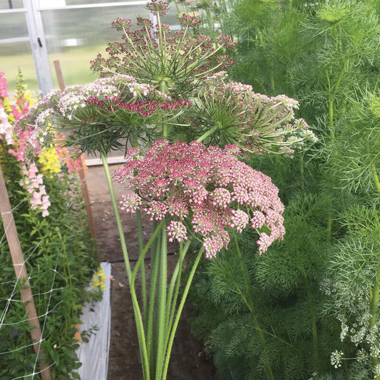 Queen Anne's Lace 'Purple Kisses'