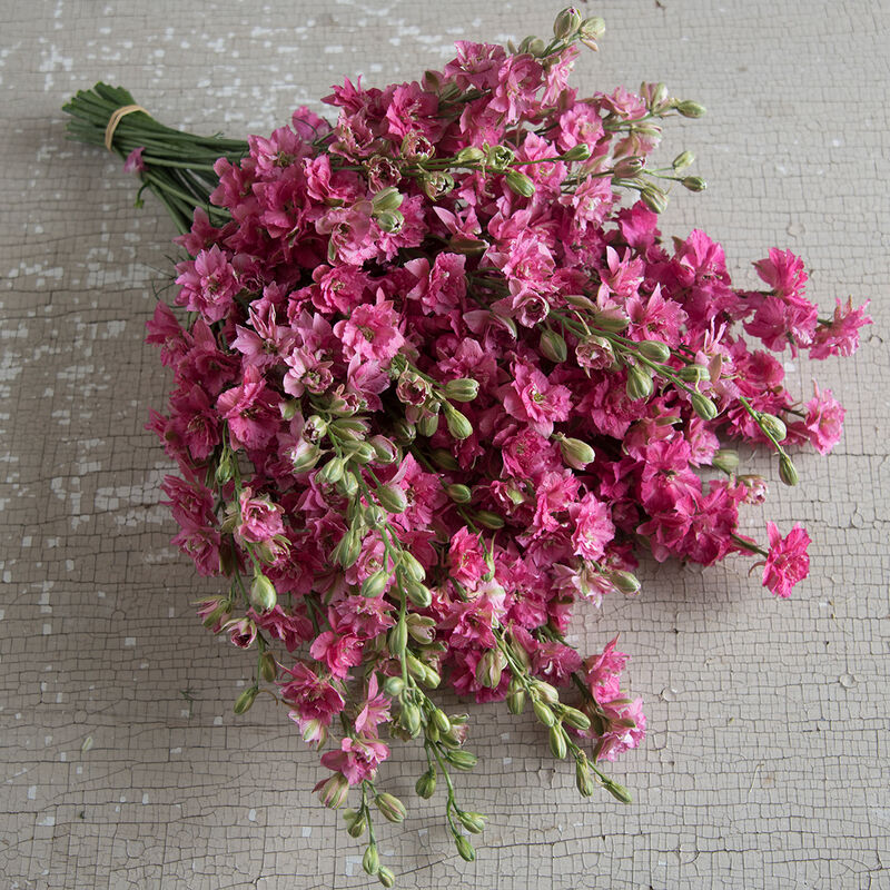 Blush & Bloom - Pretty in Pink Flower Seed Collection