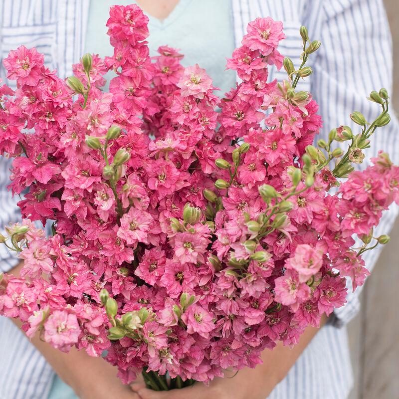 Larkspur 'QIS Carmine'