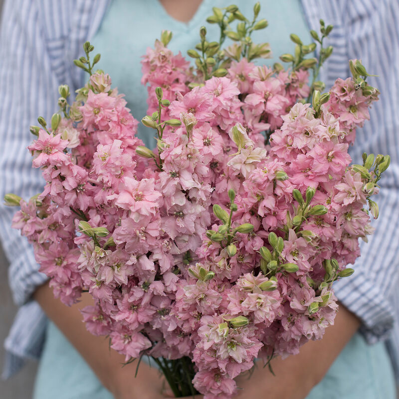 Larkspur 'QIS Light Pink'