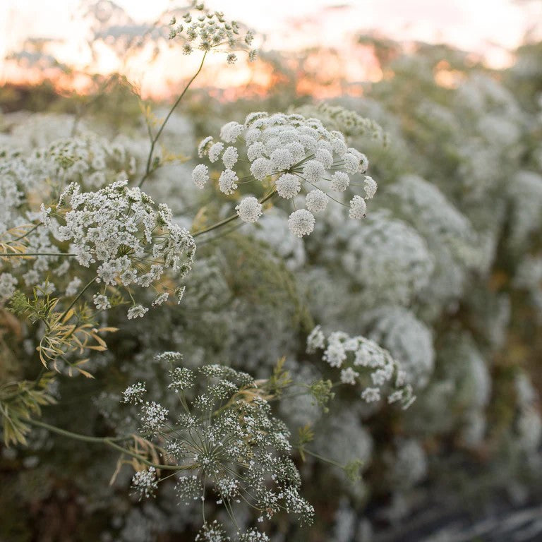 Harvest of Beauty - Cut Flower Seed Collection