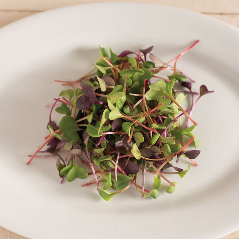 Microgreen 'Confetti Radish Mix'