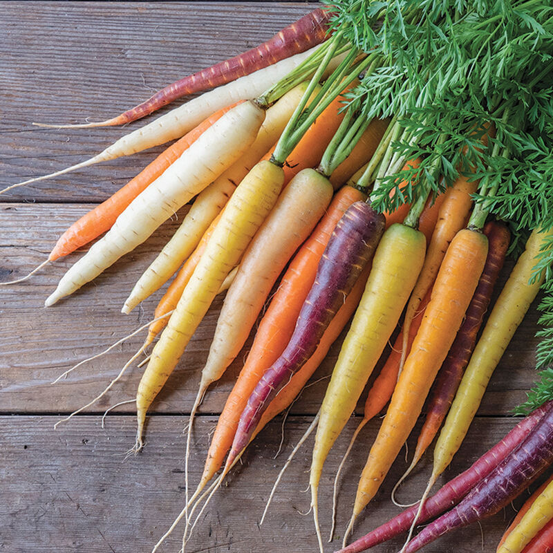 Carrot 'Glowstix Moonrise Mix'