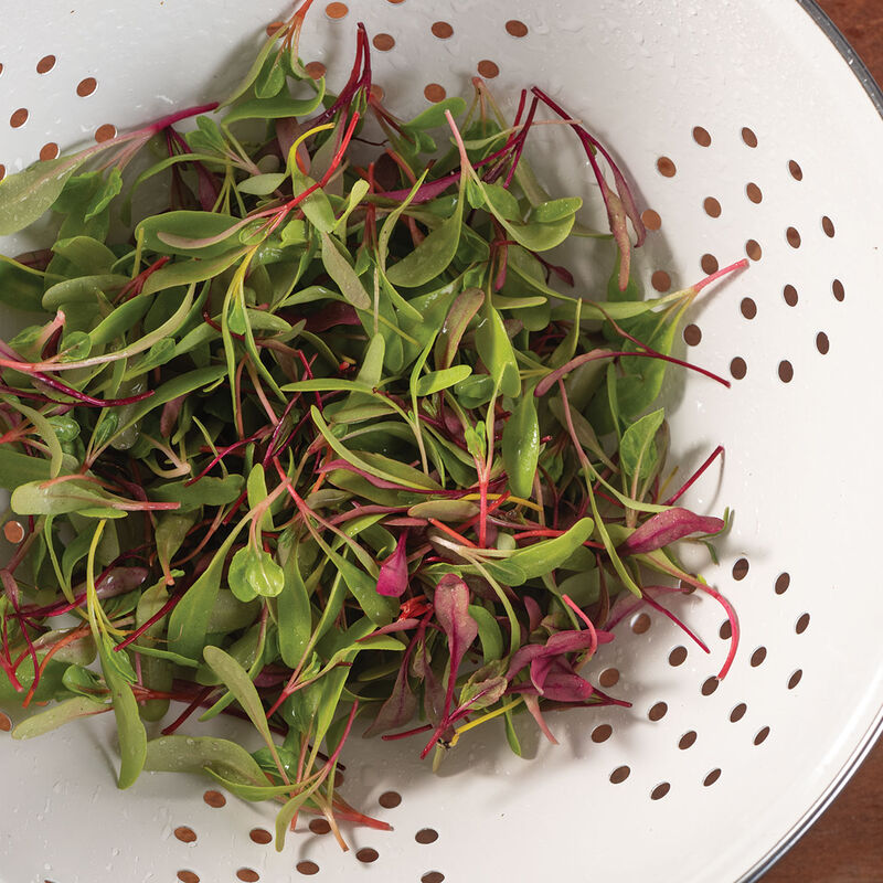 Microgreen 'Rainbow Sprinkles Mix'